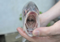 Schlund des Maifisches