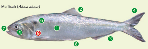 Maifisch