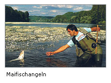 Maifischangeln
