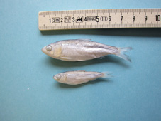 in Alkohol fixierte Maifische aus dem Oberrhein