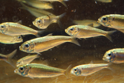 Young Allis shad (Photo: Bernd Stemmer)