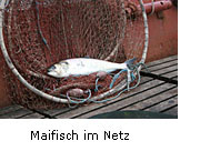 Maifisch im Netz