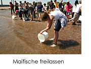 Schulkinder lassen die Maifische frei