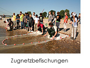 Zugnetzbefischungen durchgeführt vom Fischereiteam des Rheinischen Fischereiverbandes von 1880 e.V. Foto: E. Braun
